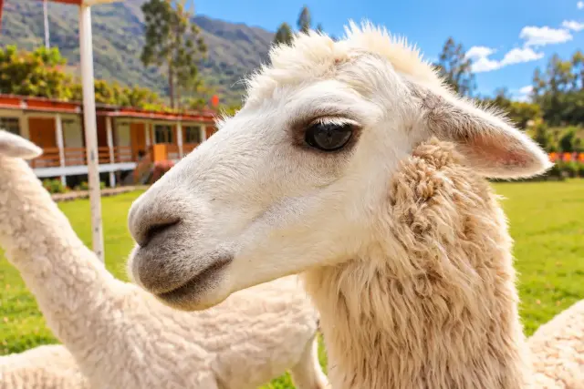 🌿 Tambo Lodge Canta: Un lugar para vivir y recordar de Tambo Lodge Canta (9 de 15)