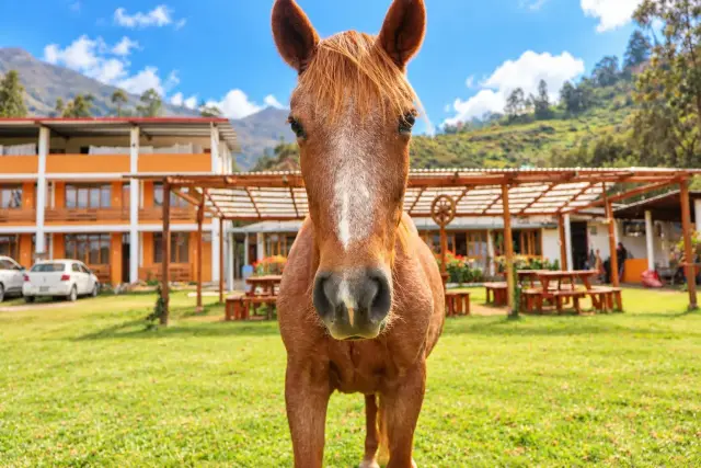 🌿 Tambo Lodge Canta: Un lugar para vivir y recordar de Tambo Lodge Canta (4 de 15)